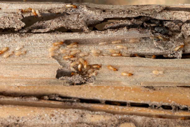 Best Rat Extermination Near Me  in Bradenton, FL